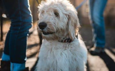 Positieve Hondentraining: Haal het Beste Uit je Hond met een Hondencursus op Hondenschool in Amsterdam.