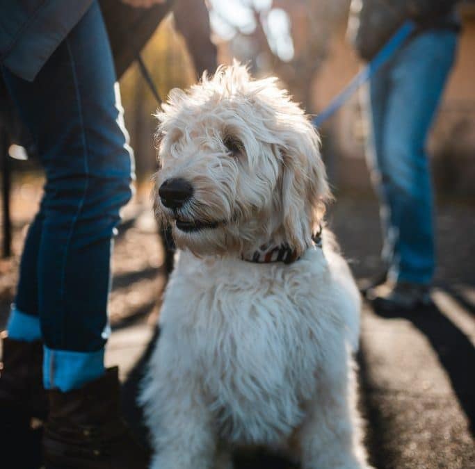 Positieve Hondentraining: Haal het Beste Uit je Hond met een Hondencursus op Hondenschool in Amsterdam.