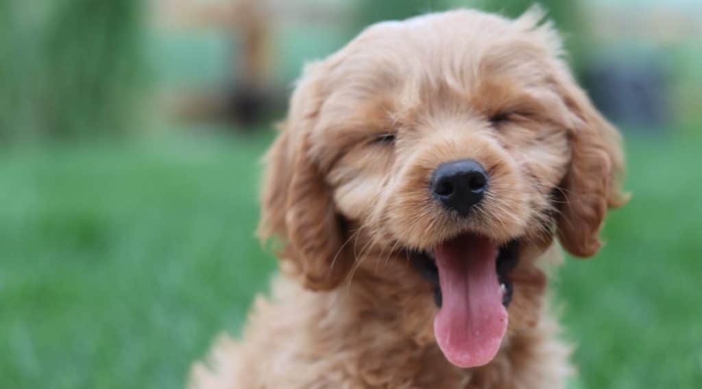 Puppycursus Ouderkerk aan de Amstel