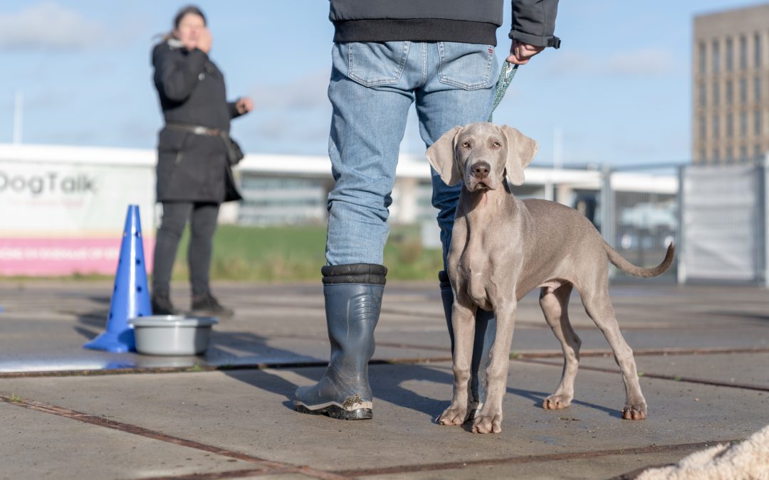 Trekt jouw hond aan de lijn?