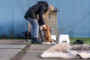 Puppy tijdens puppycursus