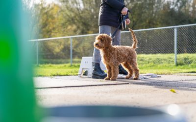 Waarom is een hond een echt gezelschapsdier?