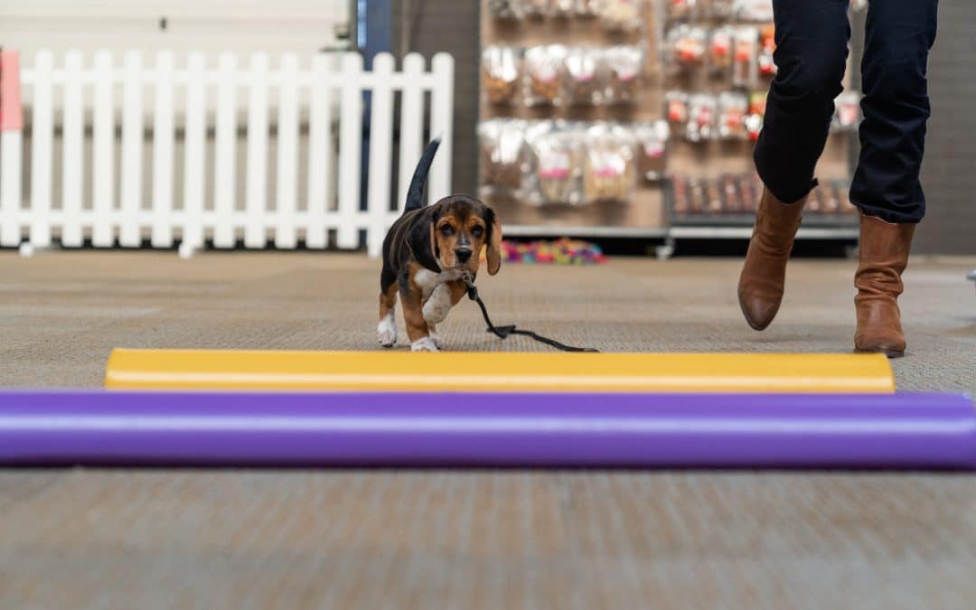 Honden trainingsfaciliteit huren