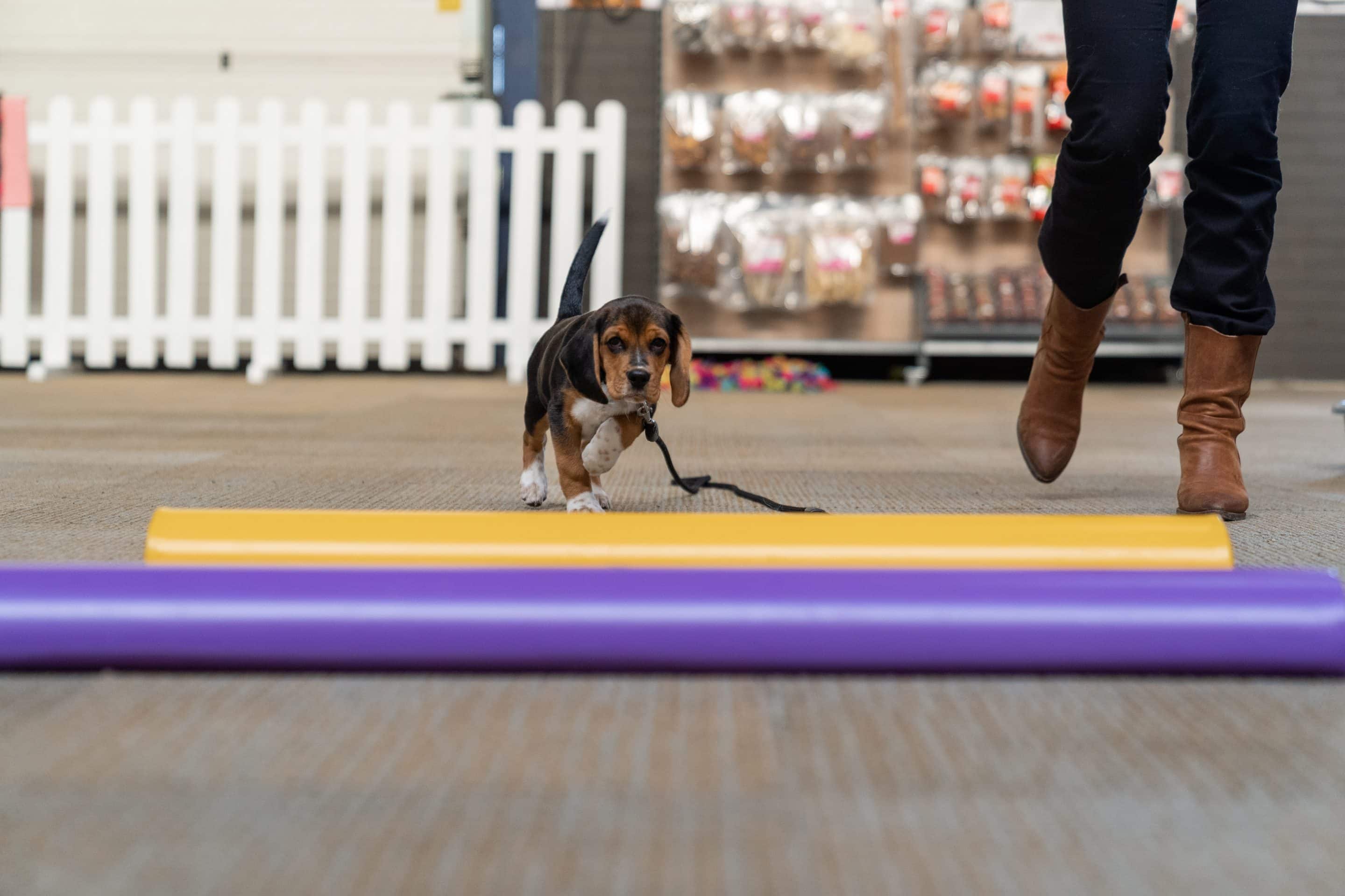 Beagle puppy op hondenschool