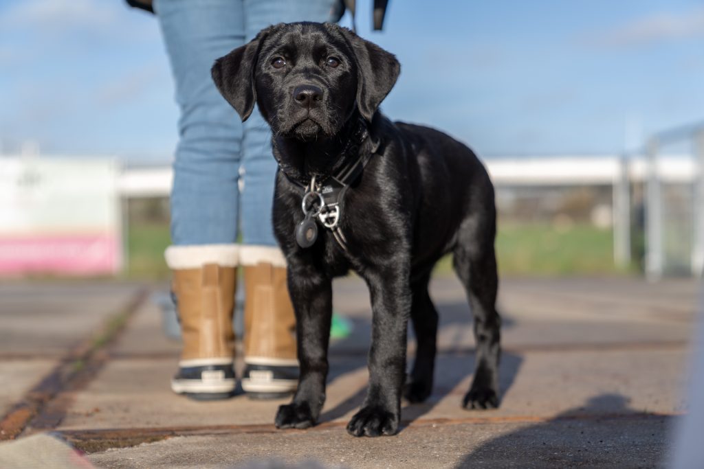 Puppy zindelijkheidstaining