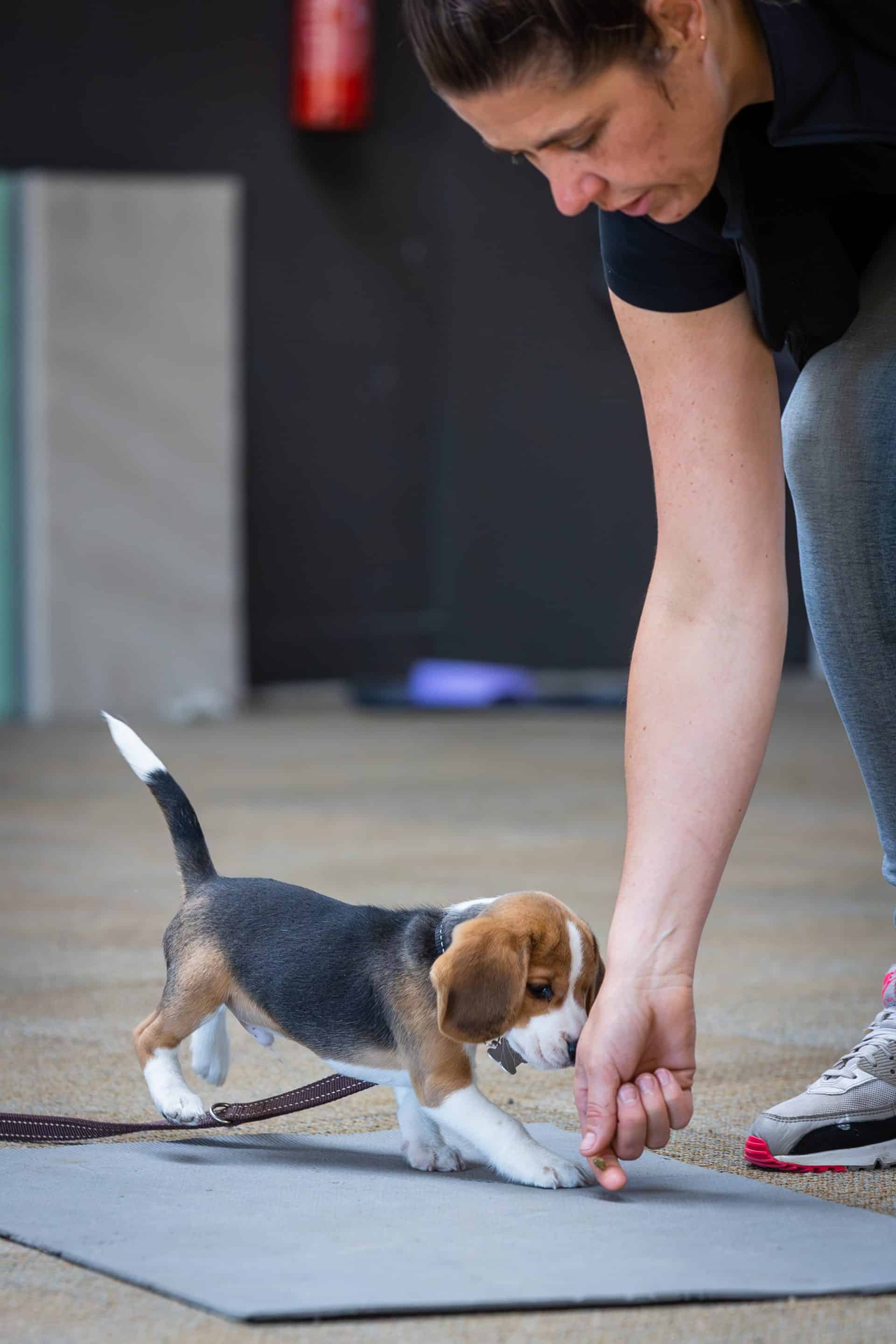 Puppy op hondenschool in Amsterdam