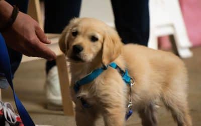 Zindelijkheidstraining van je puppy: Een Gids voor Succes