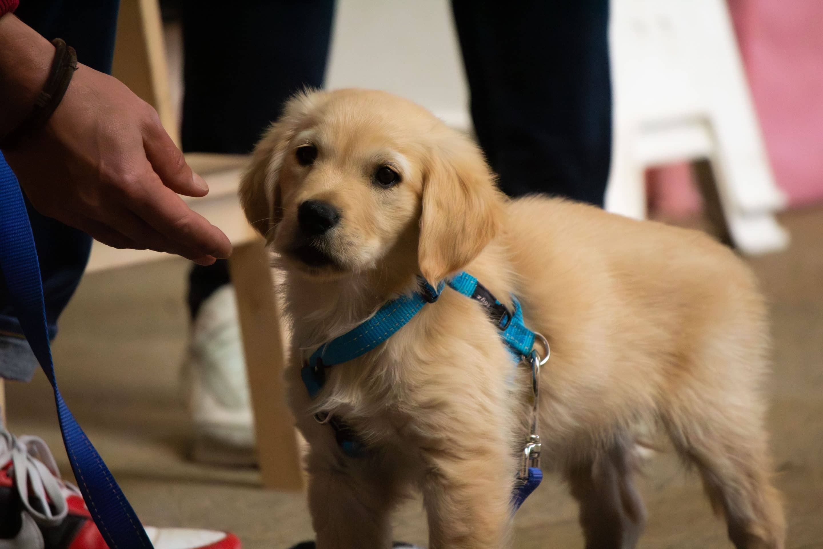 Puppy op hondenschool