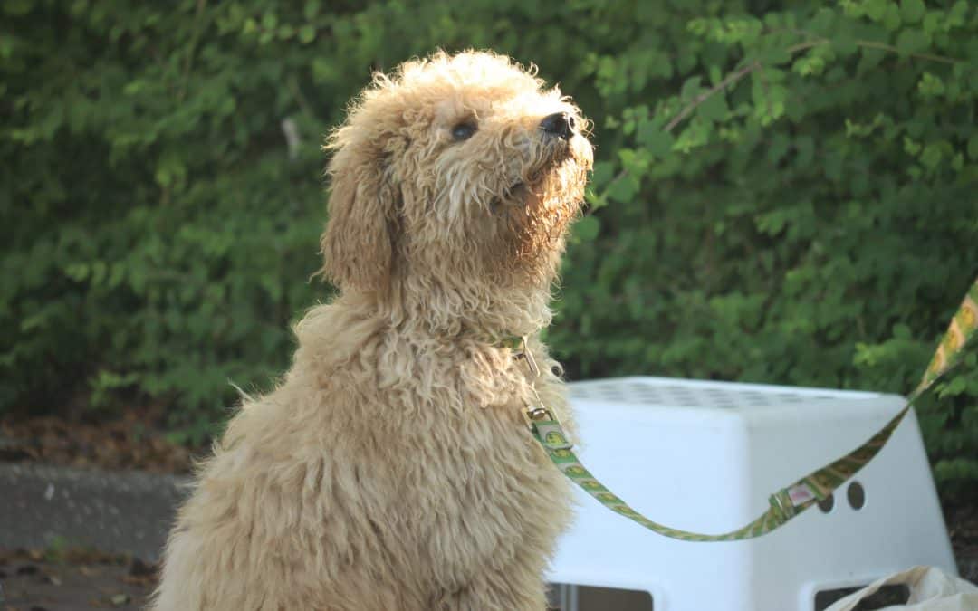 Puppy tijdens hondentraining