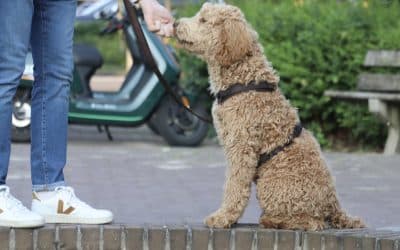 Puberteit bij honden: wat kun je verwachten?