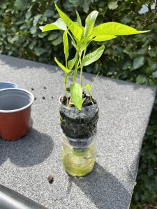 Peber af peber | Domestic Science Peberfrugt