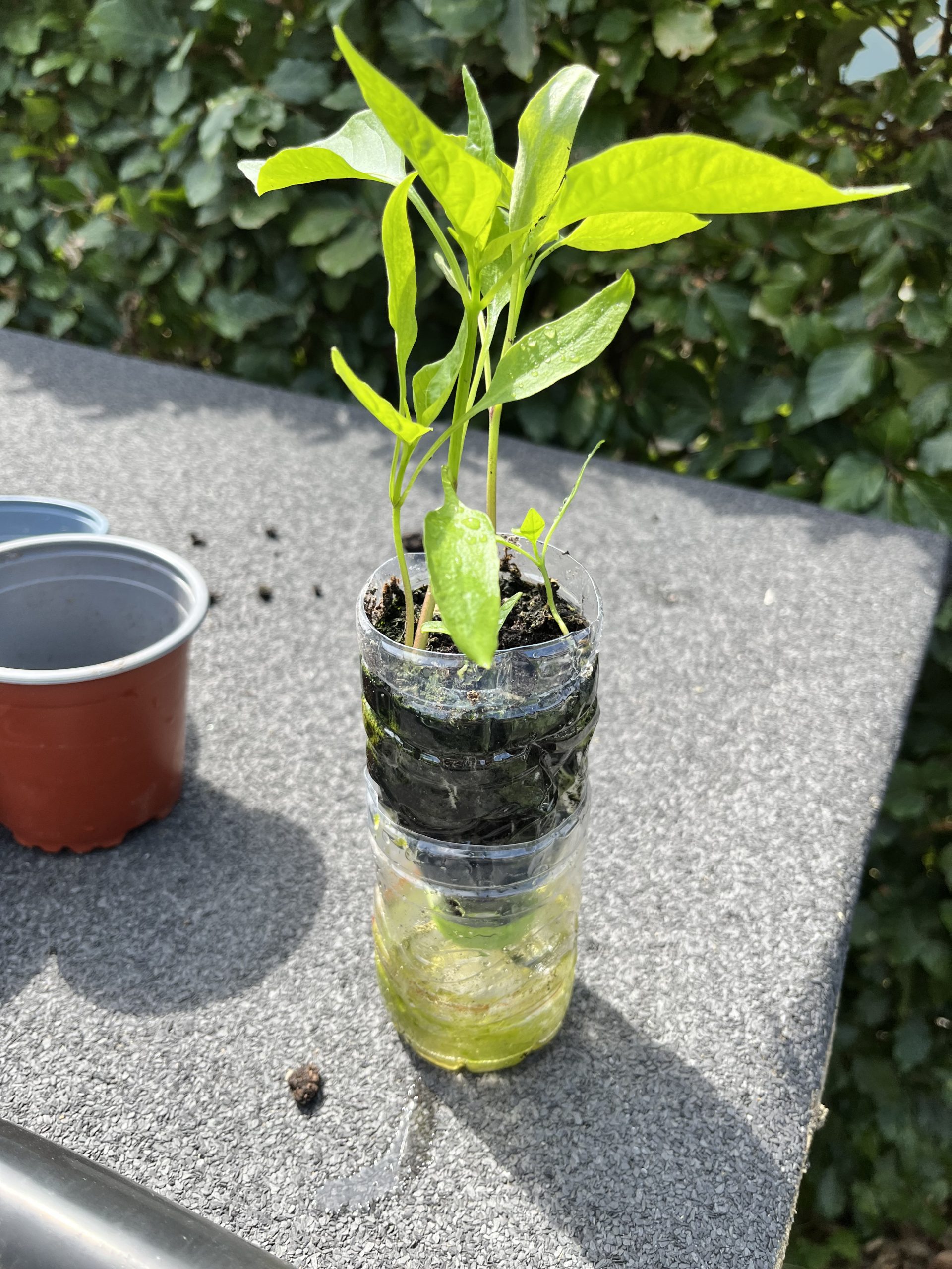Peber af peber | Domestic Science Peberfrugt