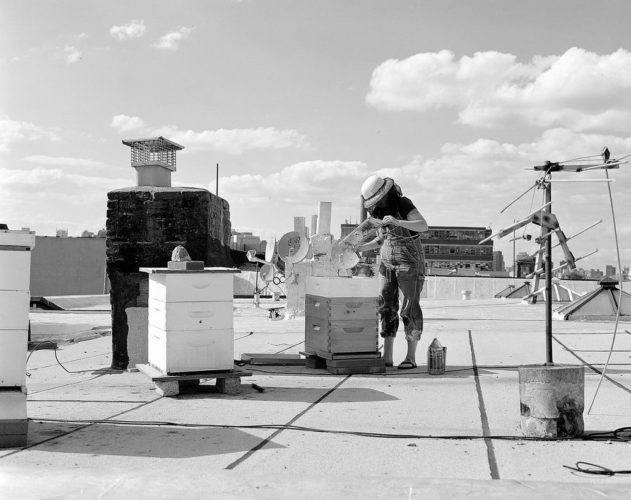 A BEEKEEPER’S CLAMP