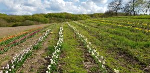 BlomsterSelvpluk