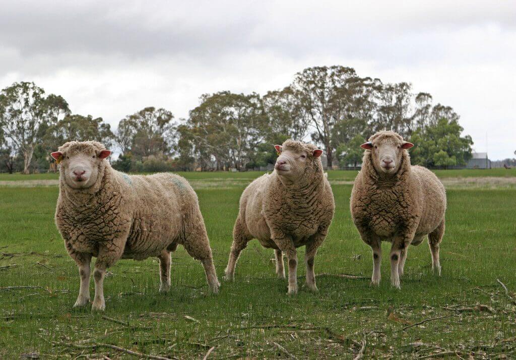 Merino wool - this article answers all your questions like, why merino softer than other wool? Why is it so warm? Can it really breath? And how do the merino sheep look like?