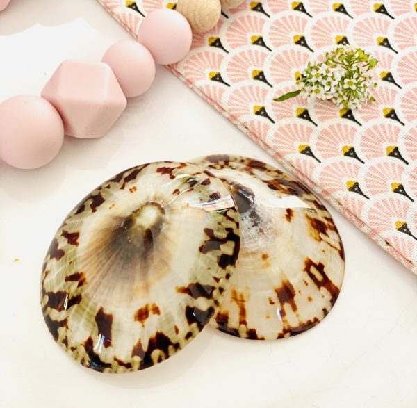 coquillage-allaitement-babyshell