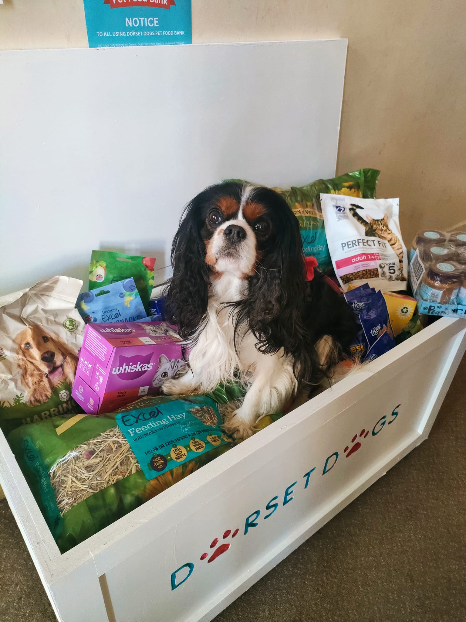 Merlin In A Pet Food Bank Box With Donations