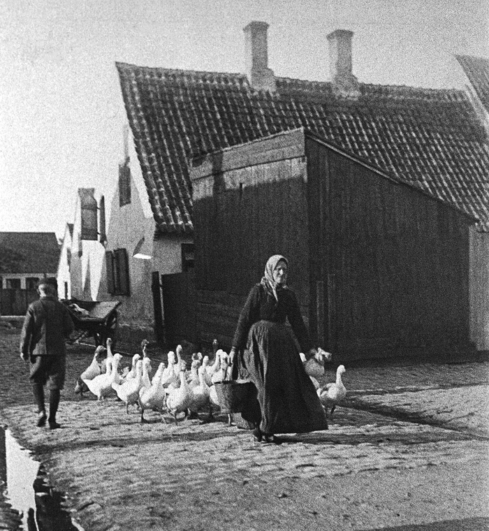 Niel Claes Jensen Bødkers kommer gående med sin gåseflok. Foto omkring 1910. Niel Claes Jensen Bødkers kommer gående med sin gåseflok. Foto omkring 1910.