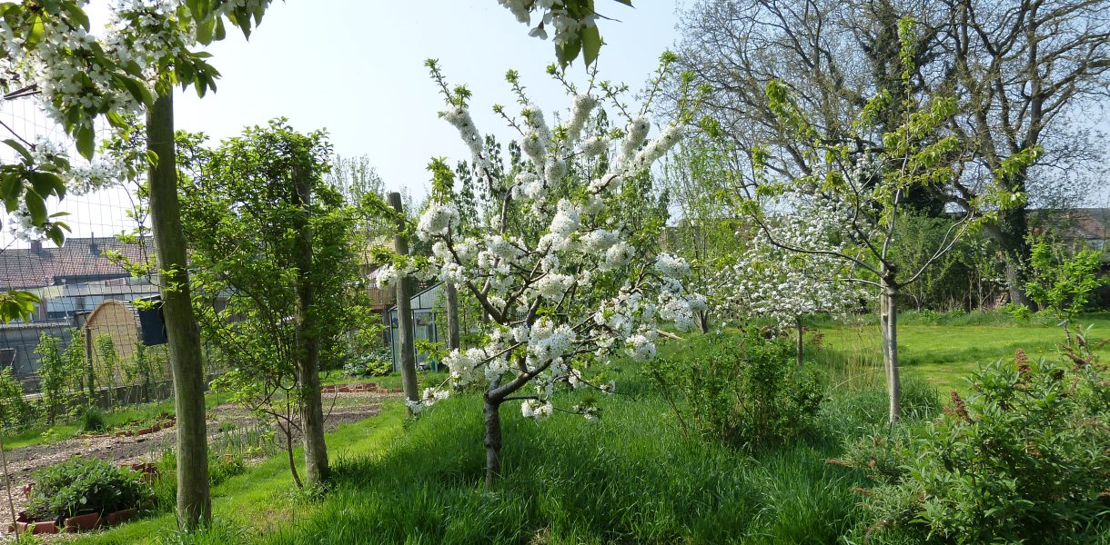 Drakentuin in de lente