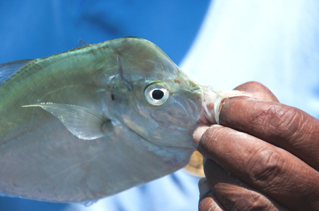 Pimentel Peru