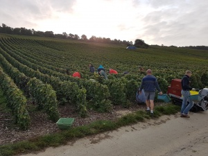 Plukken van de druiven voor champagne Francis orban