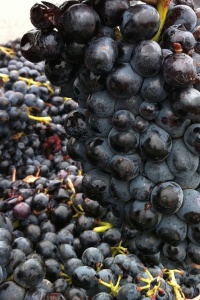 barbera druif