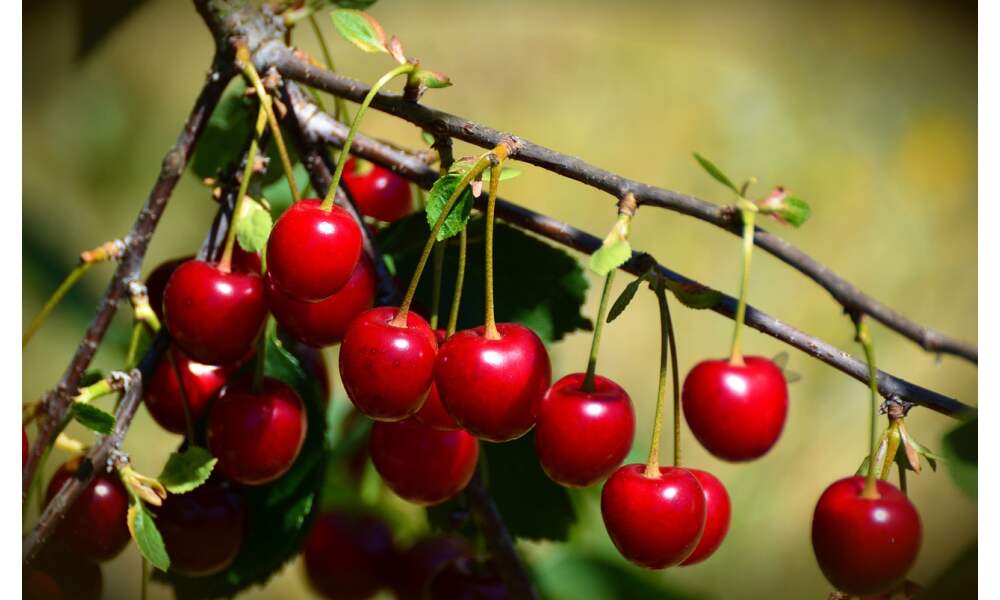 cherries, sour cherries, fruit-3514019.jpg