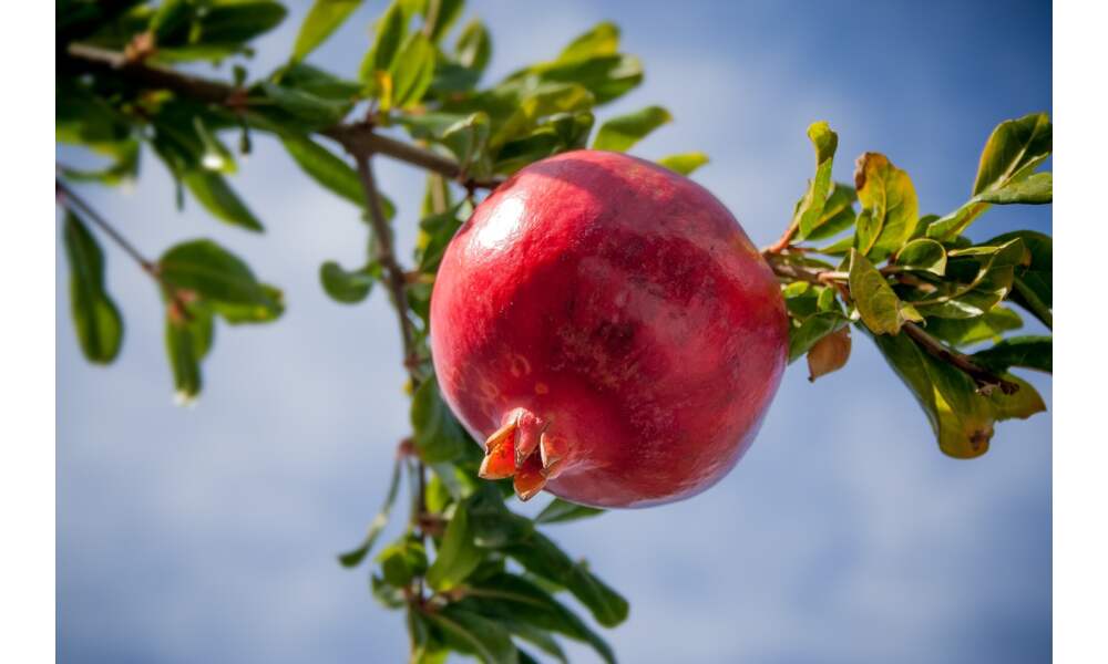 pomegranate, fruit, tropics-2103105.jpg