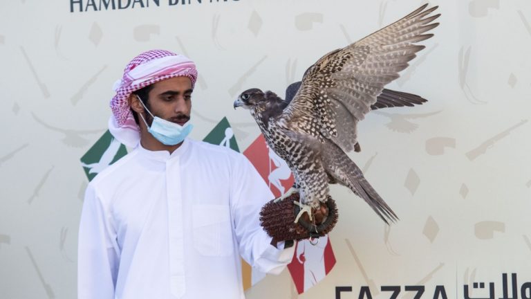 Hamdan bin Mohammed’s falcon named Antar finishes strong at Fazza Championship for Falconry in Dubai