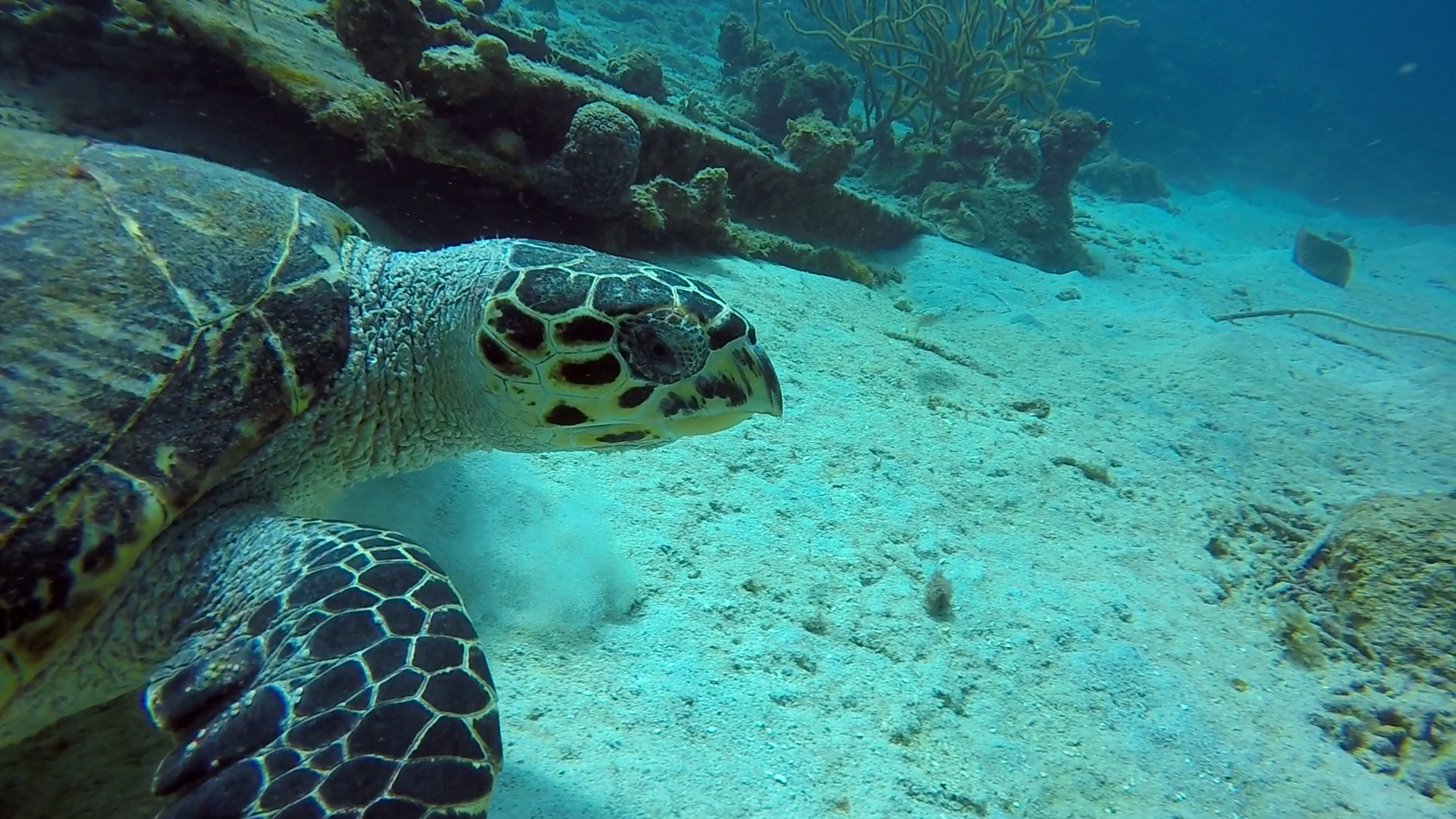 Bonaire