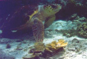 CayeCaulkerLoggerheadturtle