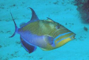 CayeCaulkerQueenTriggerfish