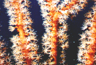 CayeCaulkerSoftcoral