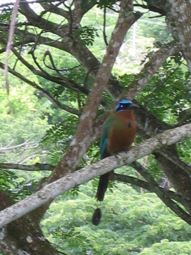 Tobago vogel