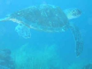 Green_turtle