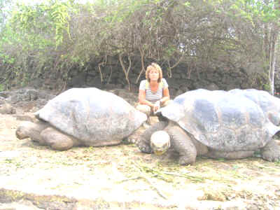 Landschildpadden