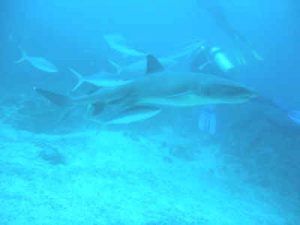 Whitetip_reef_shark