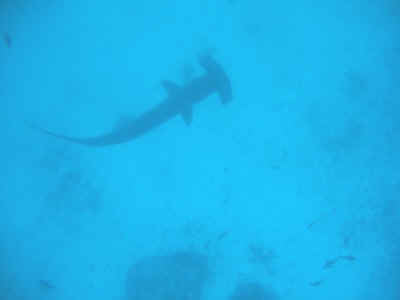 hammerhead