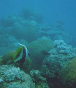 Mauritius onderwater