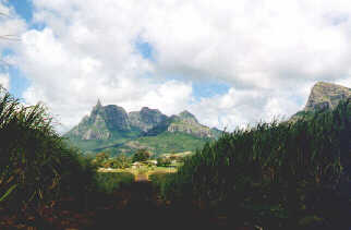 Mauritius suikerriet