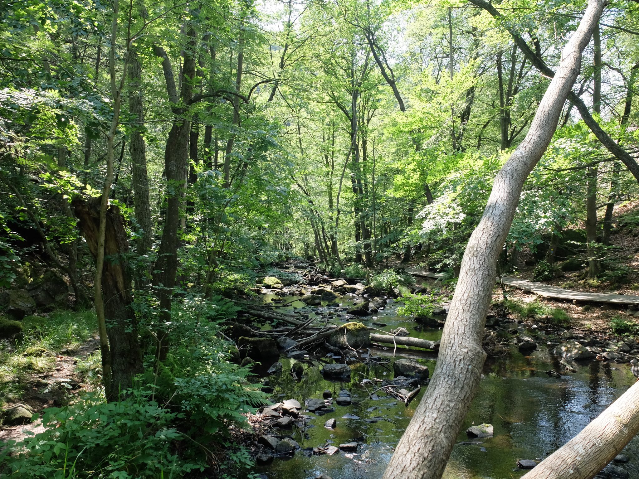 DSCF1500