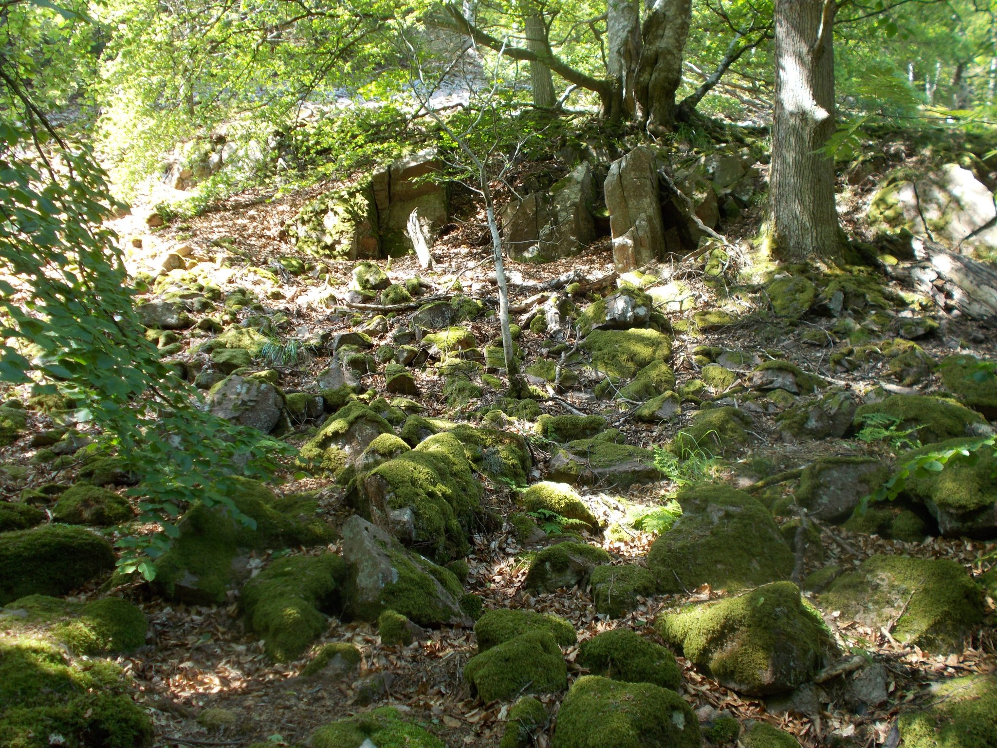 DSCN0694
