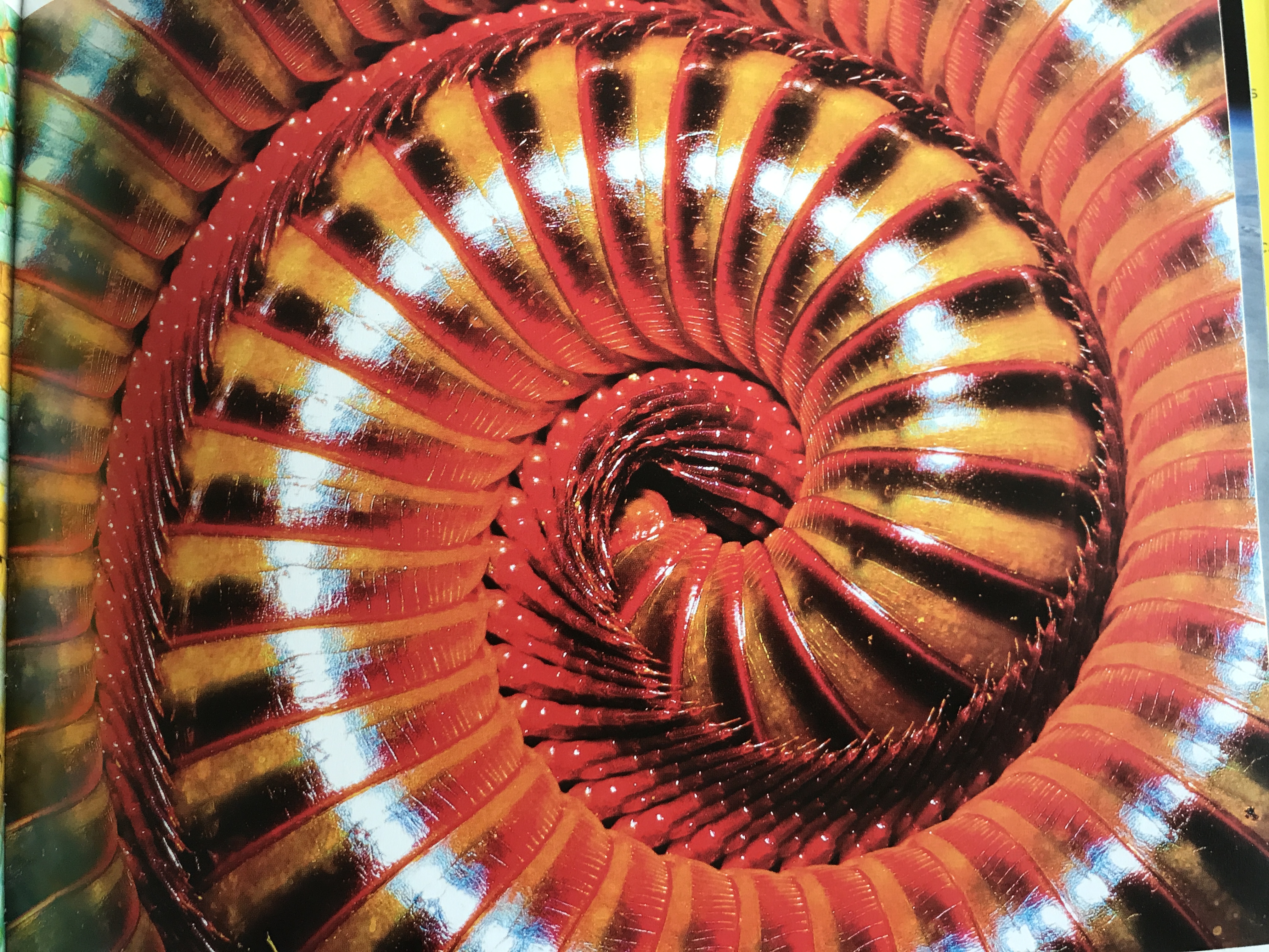 Spiral Vinyasa level 2 (Copenhagen Course)