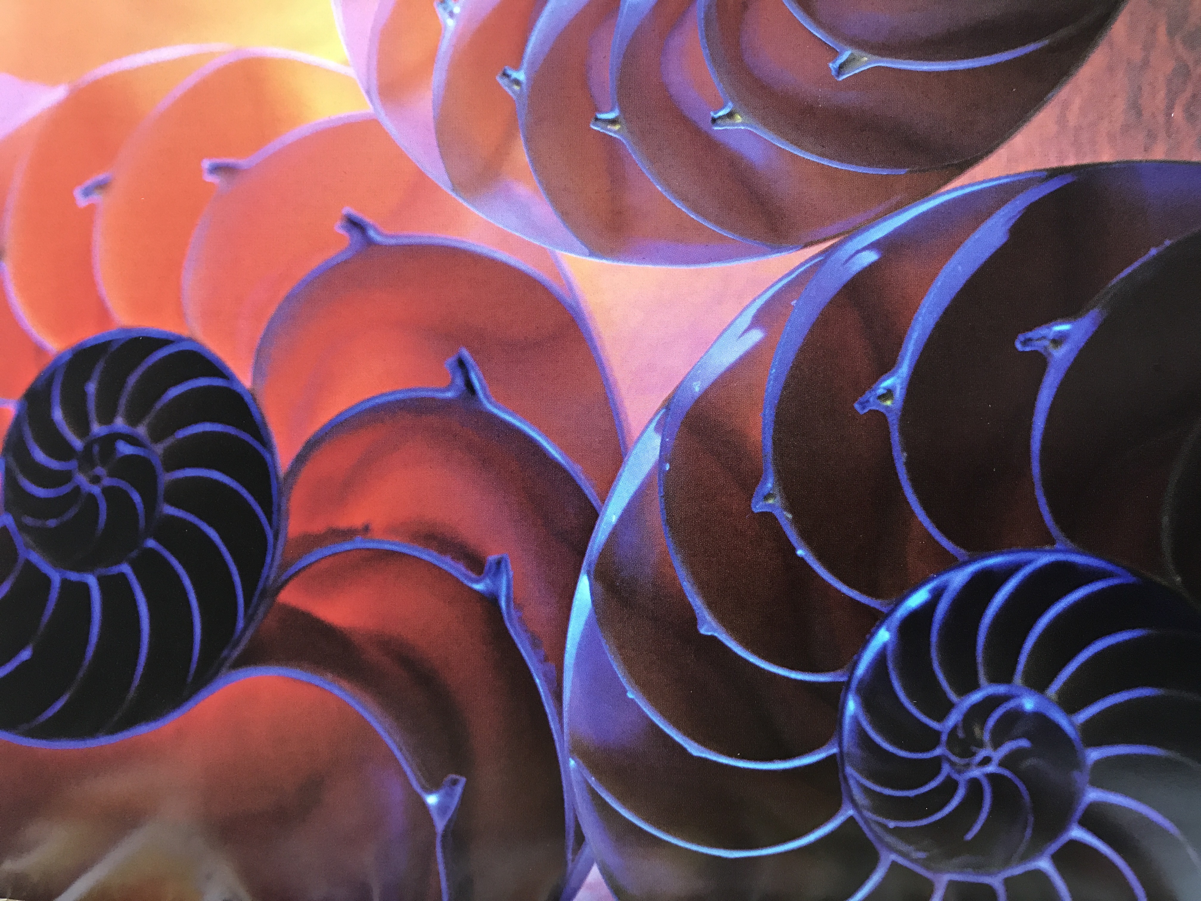 30-timers uddannelse for yogalærere: Spiral Vinyasa