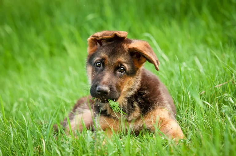 hund skal neutraliseres?