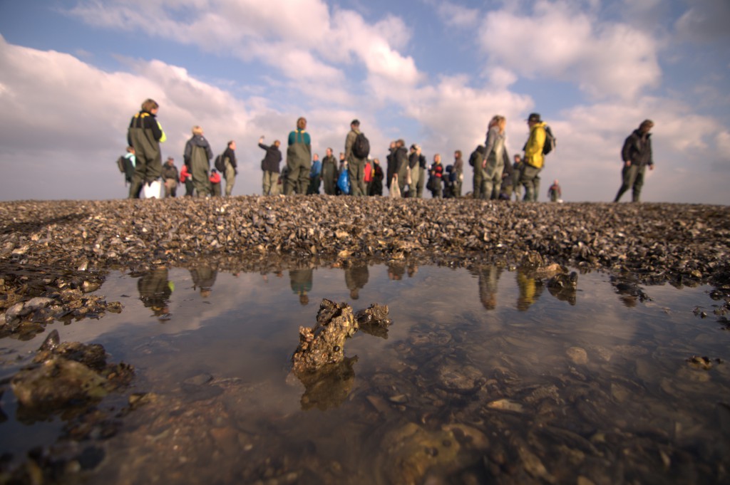 Oyster Safari