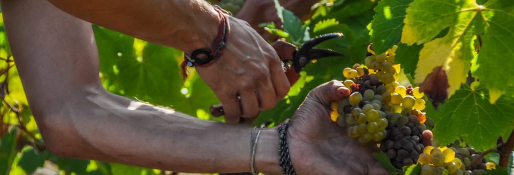 Delcho looked seriously at me. “Here, the grapes are organic, the labour is done by hand and the wine is natural. Normally, I don’t drink wine, but this wine is the best I’ve ever had.”