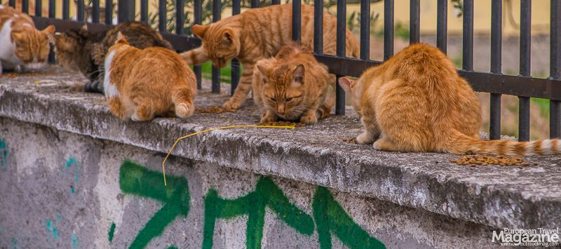 Cats Of Athens | European Travel Magazine