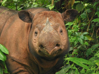 Extinct Sumatra Rhino
