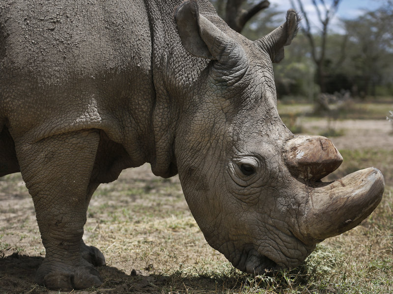 Last male Northern Rhino